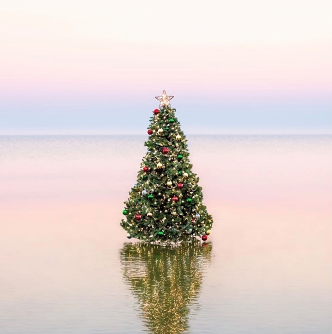 christmas tree in the water Barrier Beach Preservation Association